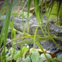 alligator crocodile