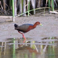 rufous-necked wood rail typically found tropical locations