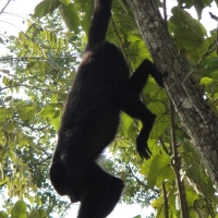 belize howler monkey