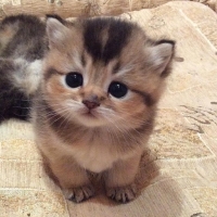 cute cat