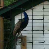 peacock diving platform