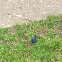 indigo bunting blue bird
