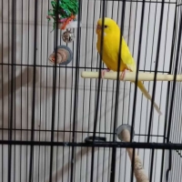 parrotkeet lovebird