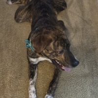 plott hound