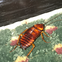 cockroach