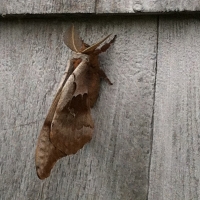 giant moth