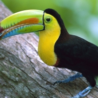 keel-billed toucan