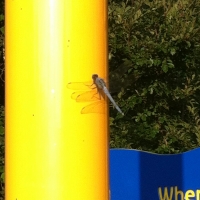 appears dragon fly