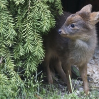 baby pudu deer