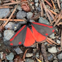 cinnabar moth larva caterpillars eat tansy