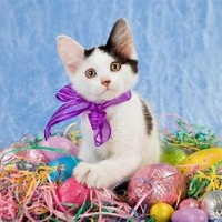 easter cat