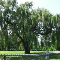 weeping willow tree