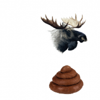 moose poop