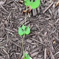 vine garden