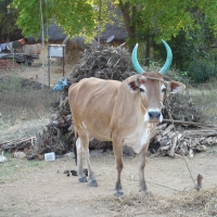 cow