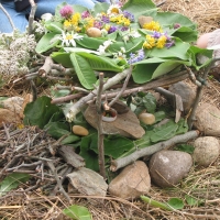 rocks leaves