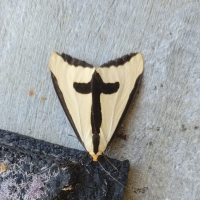 moth