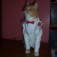 cat tuxedo