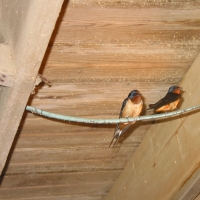 barn swallows