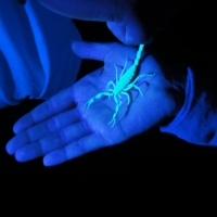 glow dark scorpion belize