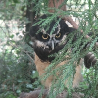 short-browed owl families pulsatrix instagram www oracular