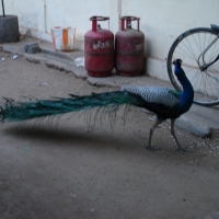 peacock propane tanks bicycle
