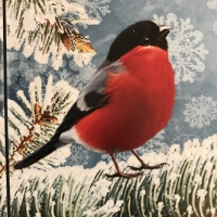red-black bird