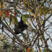 great shot wild toucan